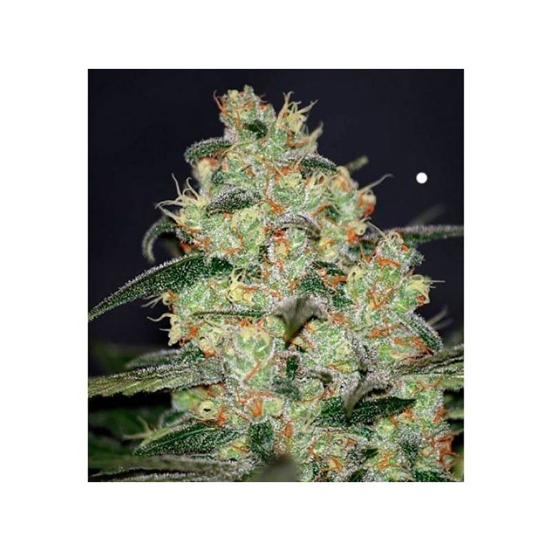 Madness (Diamond Collection) Feminizada de World Of Seeds Madness (Diamond Collection) Feminizada de World Of Seeds