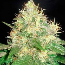 Northern Light Blue Autofloreciente Feminizada de Delicious