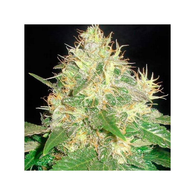 Northern Light Blue Autofloreciente Feminizada de Delicious