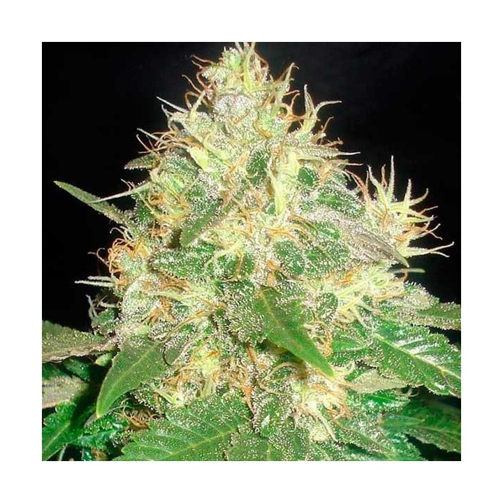 Northern Light Blue Autofloreciente Feminizada de Delicious