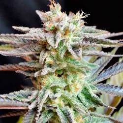 Sugar Black Rose (Indica Line) Feminizada de Delicious