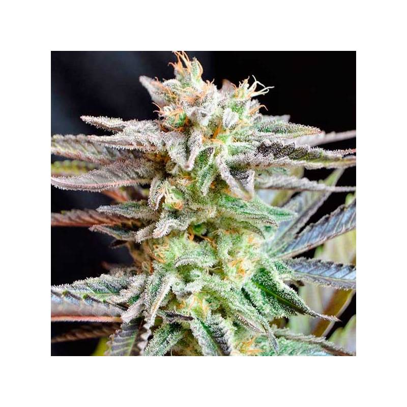 Sugar Black Rose (Indica Line) Feminizada de Delicious