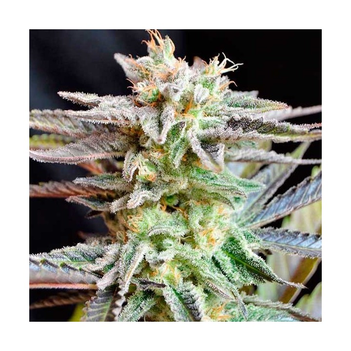 Sugar Black Rose (Indica Line) Feminizada de Delicious