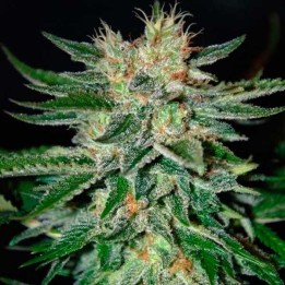 Sugar Black Rose Autofloreciente Feminizada de Delicious
