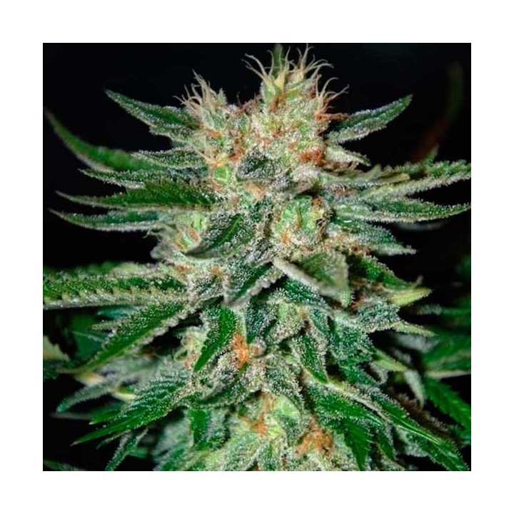 Sugar Black Rose Autofloreciente Feminizada de Delicious