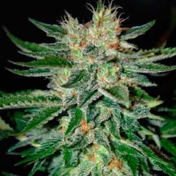 Sugar Black Rose F1 Feminizada de Delicious