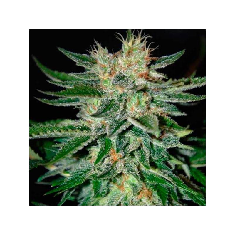 Sugar Black Rose F1 Feminizada de Delicious