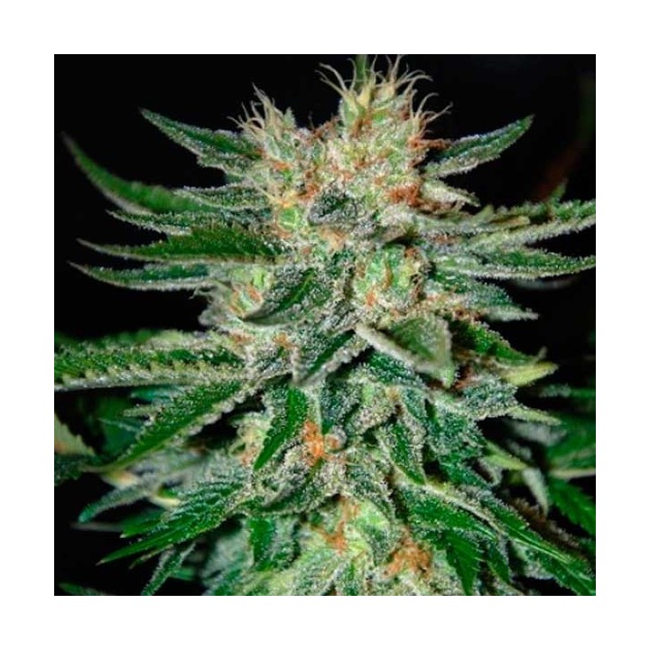 Sugar Black Rose F1 Feminizada de Delicious
