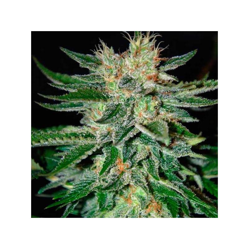 Sugar Candy (Indica Line) Feminizada de Delicious