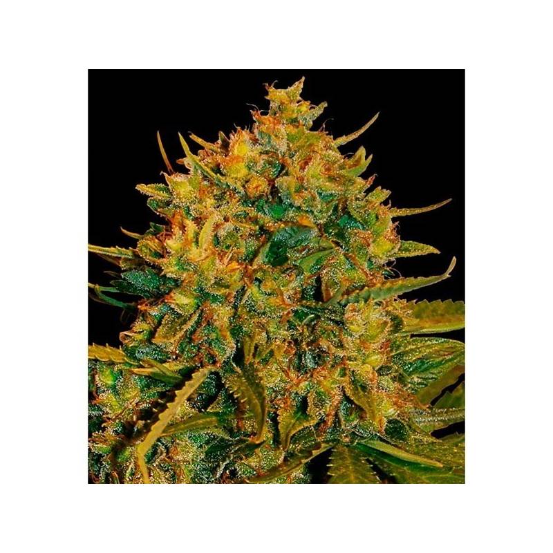 Northern Light X Big Bud Autofloreciente Feminizada de World Of