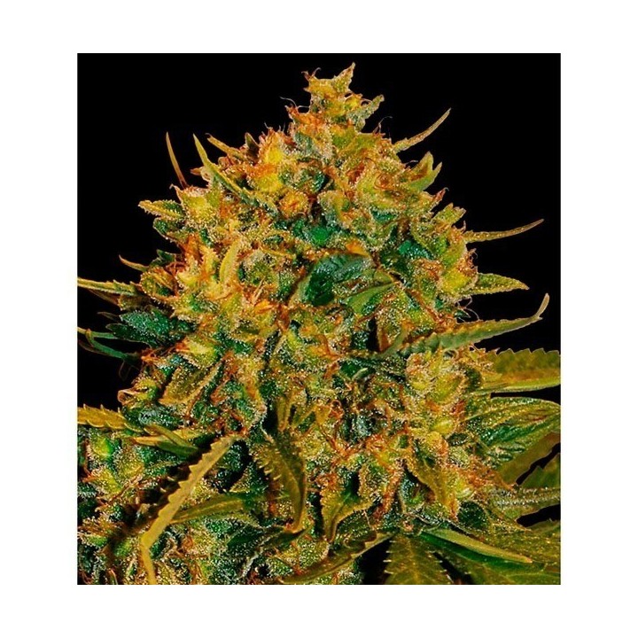 Northern Light X Big Bud Autofloreciente Feminizada de World Of