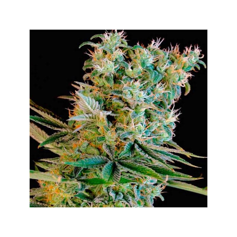 Amnesia Bilbo Feminizada de Genehtik Seeds