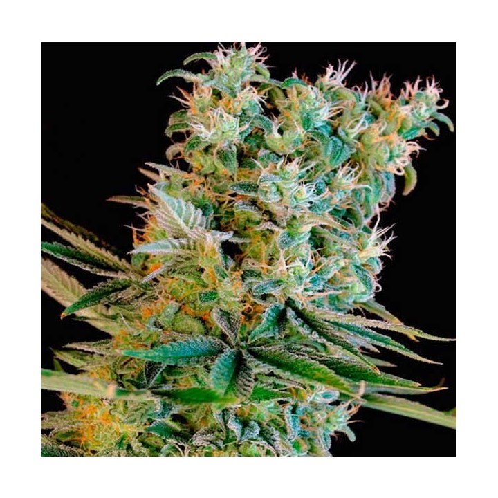 Amnesia Bilbo Feminizada de Genehtik Seeds