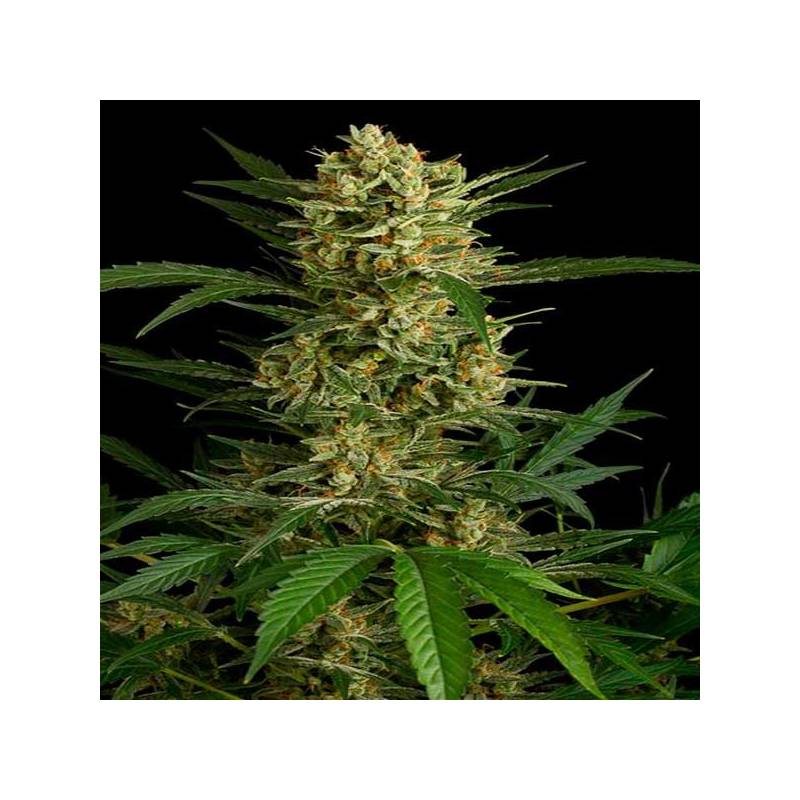 Amnesia Bilbo Autofloreciente Feminizada de Genehtik Seeds