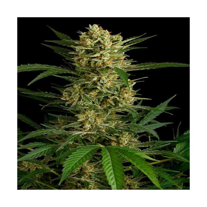 Amnesia Bilbo Autofloreciente Feminizada de Genehtik Seeds