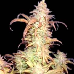 Buruandi Block Head Regular de Genehtik Seeds
