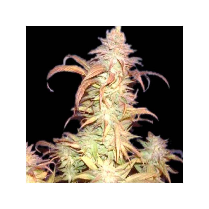 Buruandi Block Head Regular de Genehtik Seeds Buruandi Block Head Regular de Genehtik Seeds