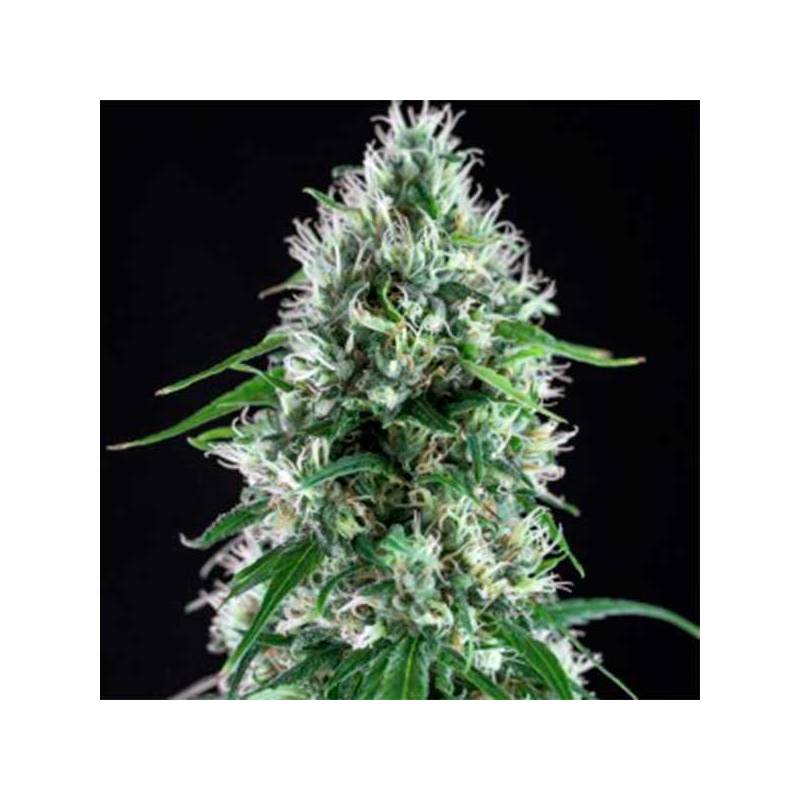 Ese T. Bilbo Autofloreciente Feminizada de Genehtik Seeds