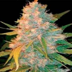 Azken Indika (L.U.I) Regular de Genehtik Seeds