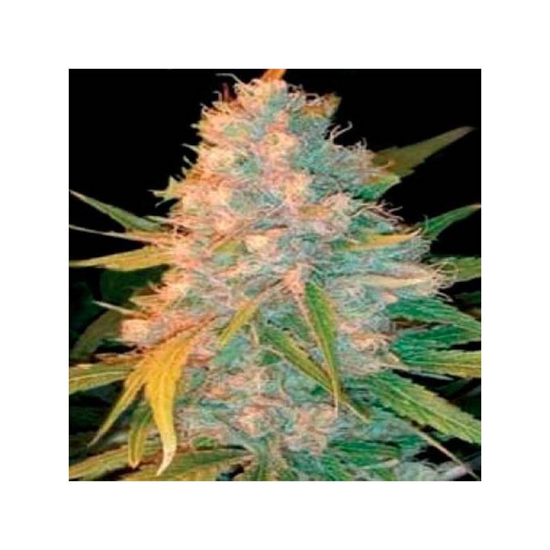 Azken Indika (L.U.I) Regular de Genehtik Seeds