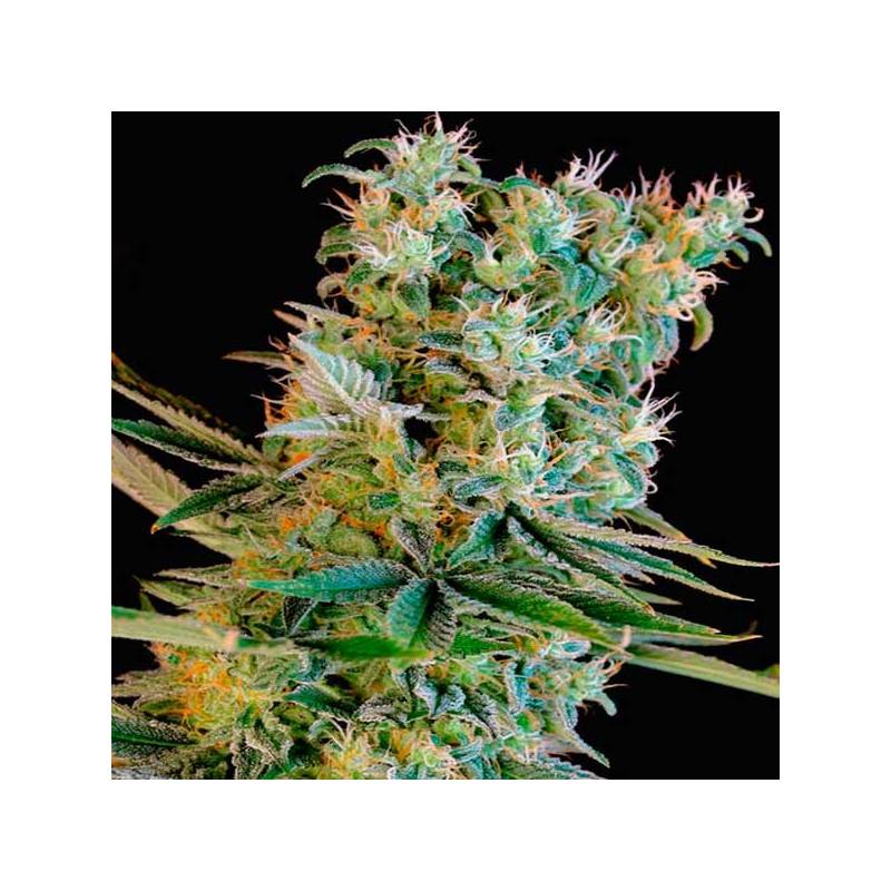 Kritikal Bilbo Feminizada de Genehtik Seeds