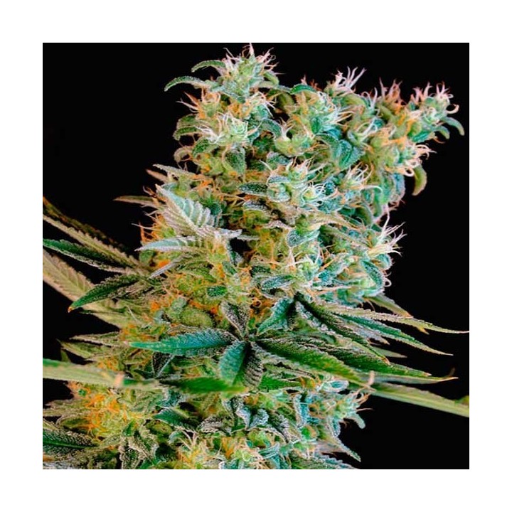 Kritikal Bilbo Feminizada de Genehtik Seeds