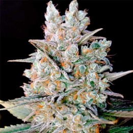 Kritikal Bilbo Autofloreciente Feminizada de Genehtik Seeds