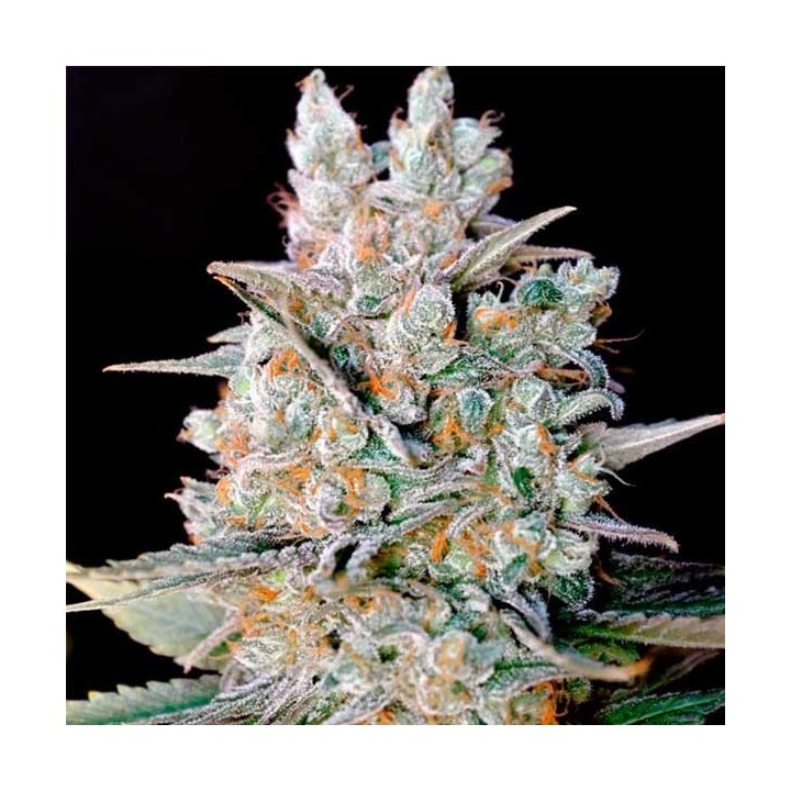 Kritikal Bilbo Autofloreciente Feminizada de Genehtik Seeds