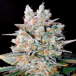 Kritikal Bilbo X AK 47 Feminizada de Genehtik Seeds