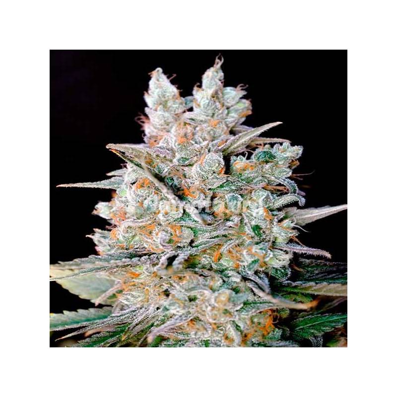 Kritikal Bilbo X AK 47 Feminizada de Genehtik Seeds