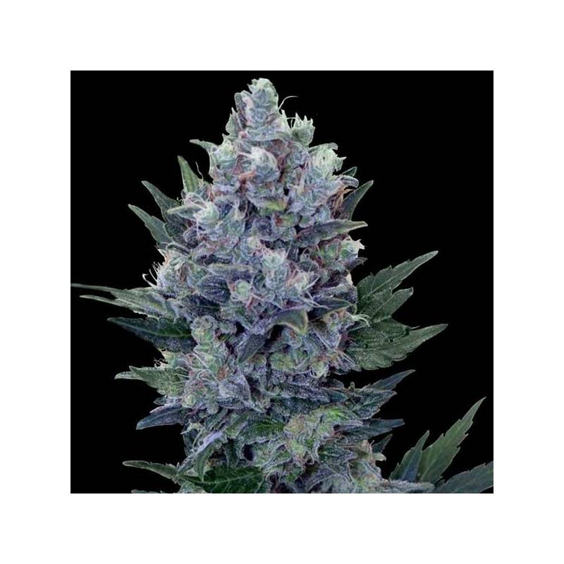 Northern Lights Autofloreciente Feminizada de Genehtik Seeds