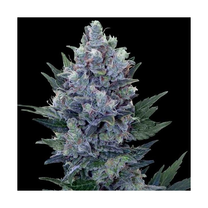 Northern Lights Autofloreciente Feminizada de Genehtik Seeds