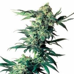 Northern Lights X