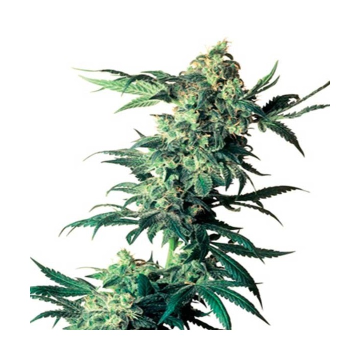 Northern Lights X Feminizada de Genehtik Seeds