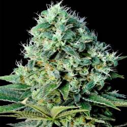 Santa Bilbo Feminizada de Genehtik Seeds