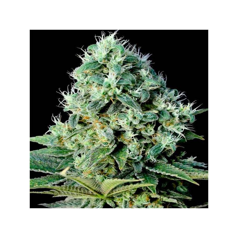 Santa Bilbo Feminizada de Genehtik Seeds