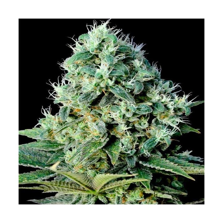 Santa Bilbo Feminizada de Genehtik Seeds