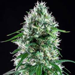 Super Silver Bilbo Feminizada de Genehtik Seeds