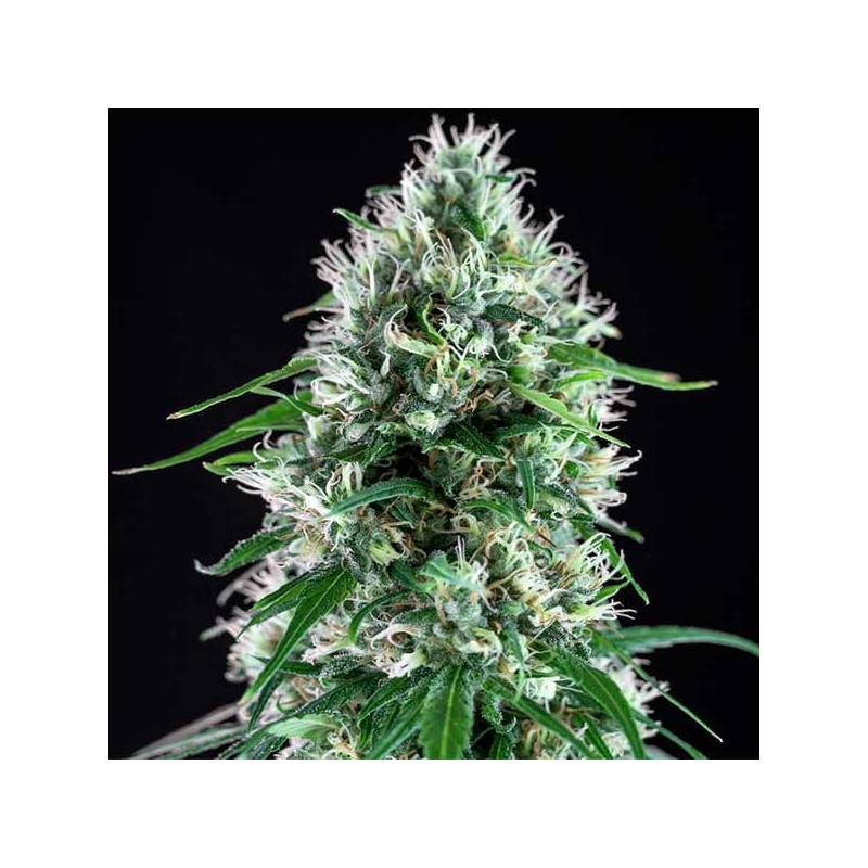 Super Silver Bilbo Feminizada de Genehtik Seeds