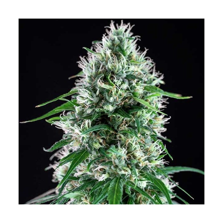 Super Silver Bilbo Feminizada de Genehtik Seeds