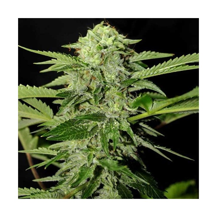 Txees Bilbo Feminizada de Genehtik Seeds