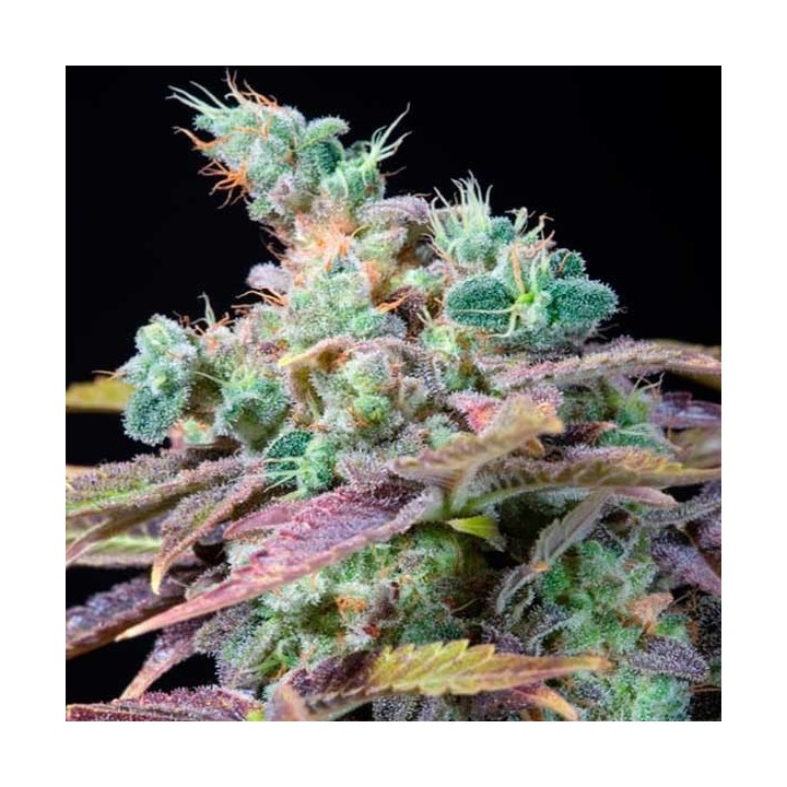Txomango Feminizada de Genehtik Seeds