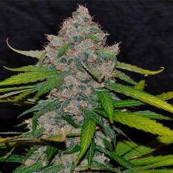 Cbg Autofloreciente Feminizada de Cannabiogen Seeds