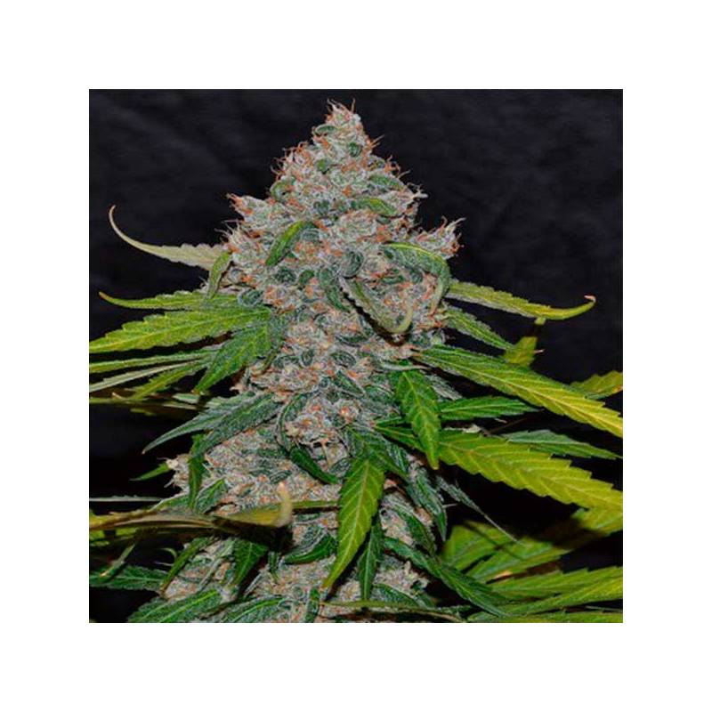 Cbg Autofloreciente Feminizada de Cannabiogen Seeds