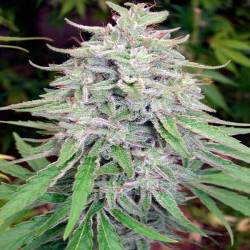 Bangi Haze Regular de Cannabiogen Seeds