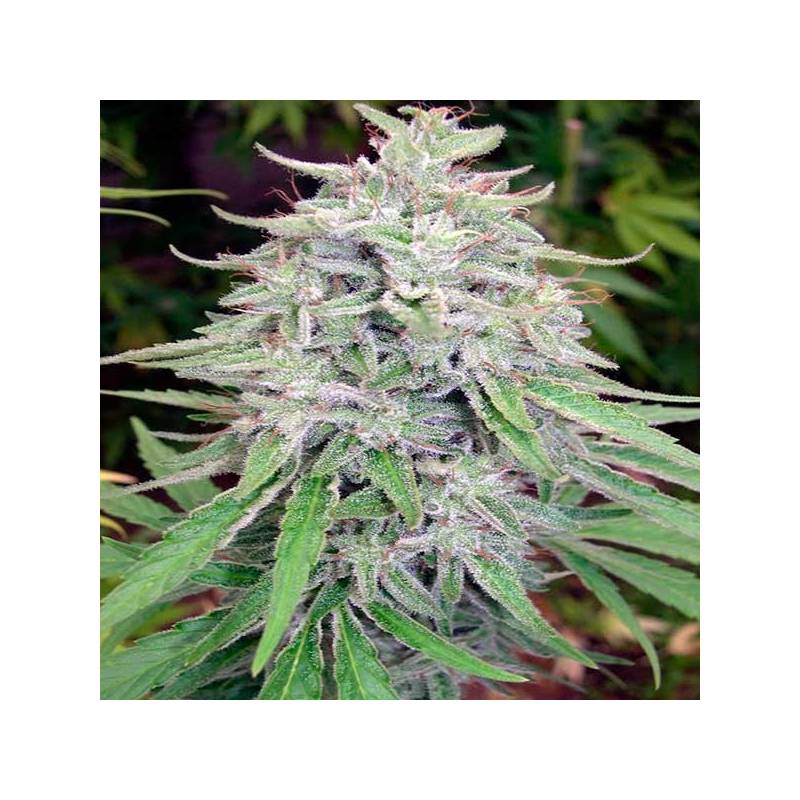 Bangi Haze Regular de Cannabiogen Seeds