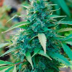 Caribe Feminizada de Cannabiogen Seeds