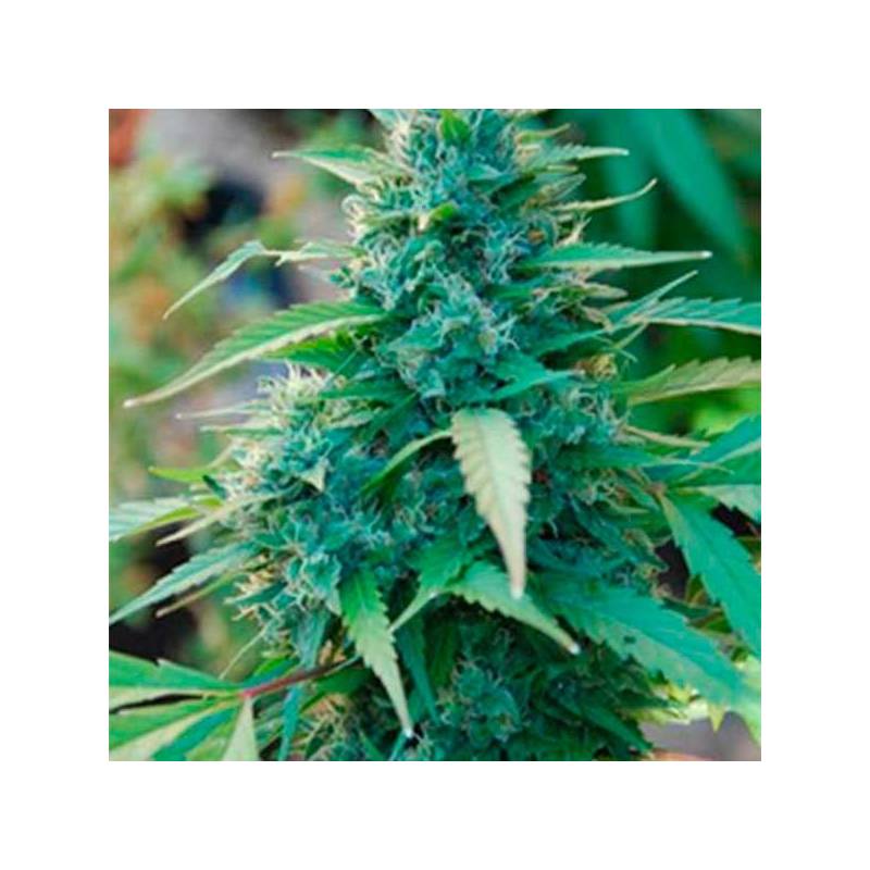 Caribe Feminizada de Cannabiogen Seeds