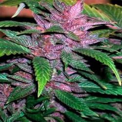 Chitral Feminizada de Cannabiogen Seeds
