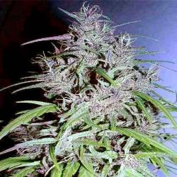 Destroyer Feminizada de Cannabiogen Seeds